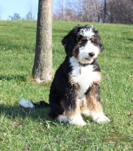 bernedoodle about