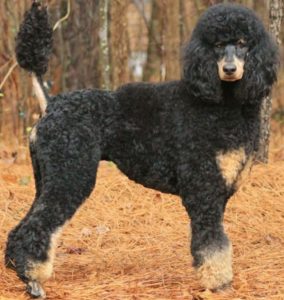 bernese mountain dog and standard poodle mix