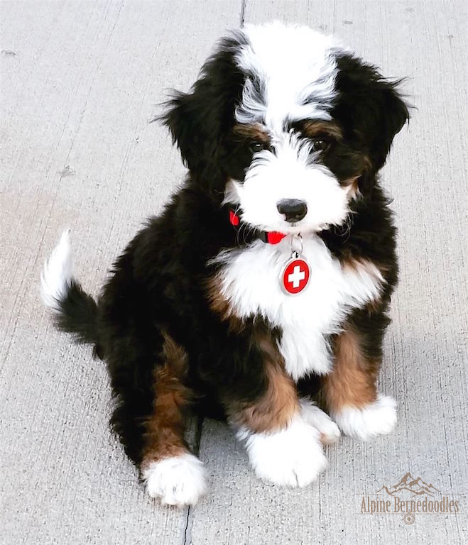 bernedoodle dogs for sale near me