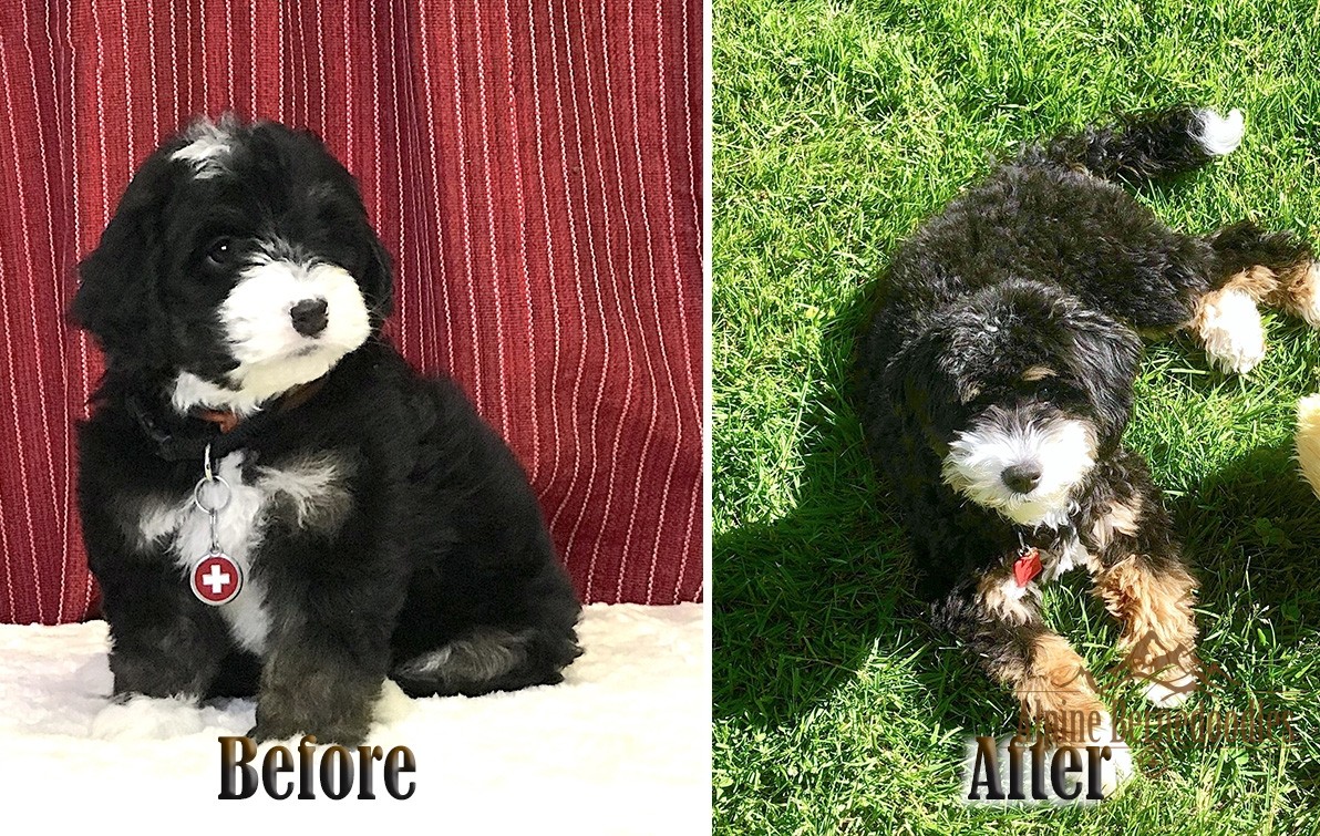 Before and After Teddy Bear Bernedoodle