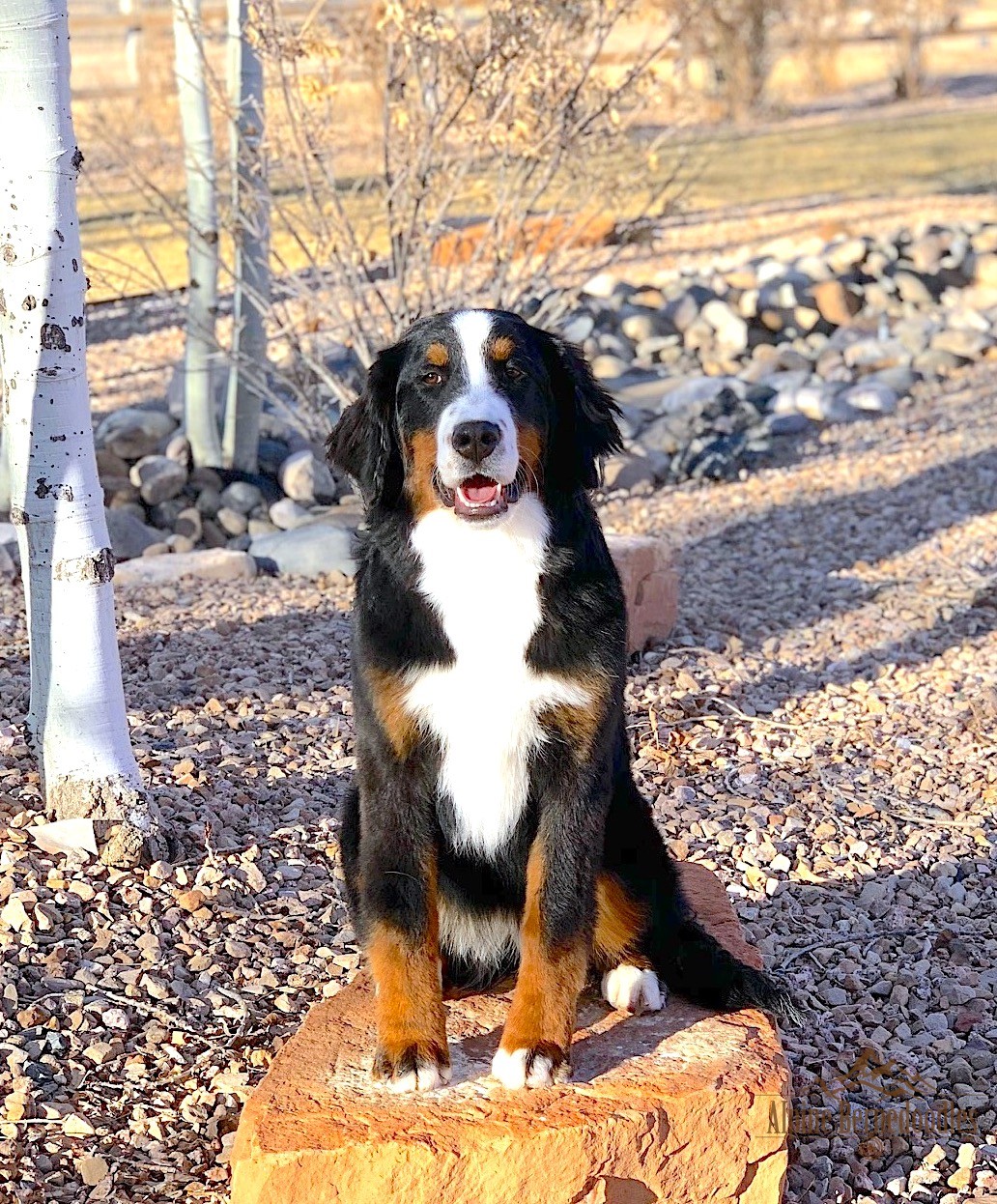 Rosie - Bernese Mountain Dog