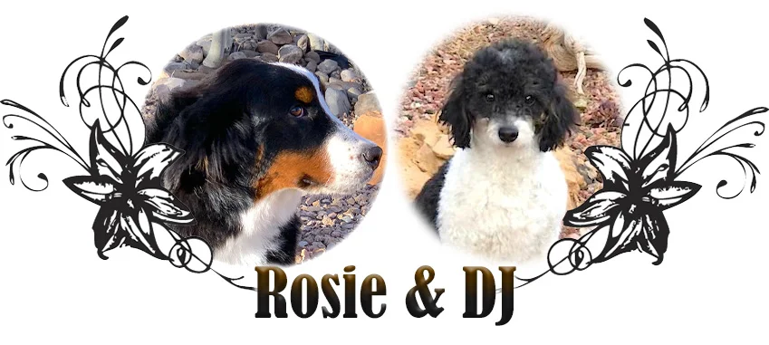 Millie and Bowie Paired Bernedoodle Breeding