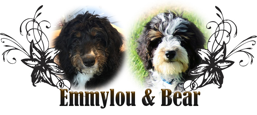 Emmylou and Bear paired breeding