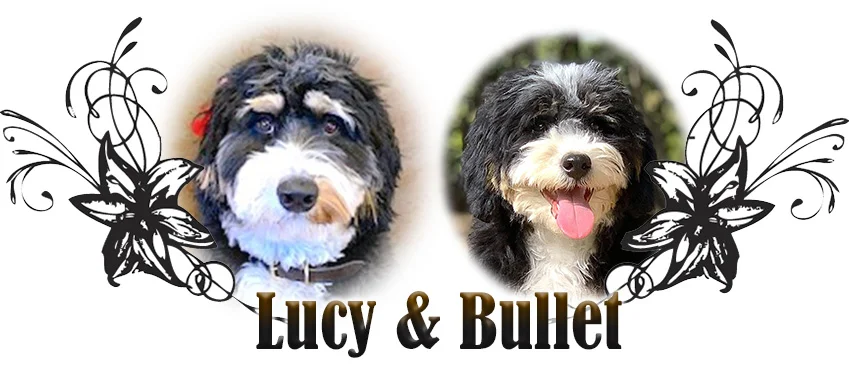 Lucy and Bullet Paired Breeding