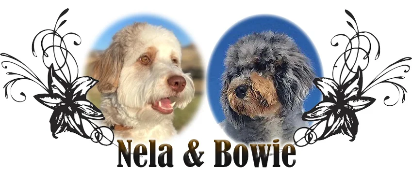 Nela and Bowie Paired Breeding