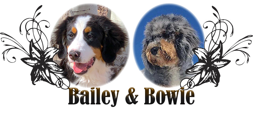 Bailey and Bowie Planned Breeding