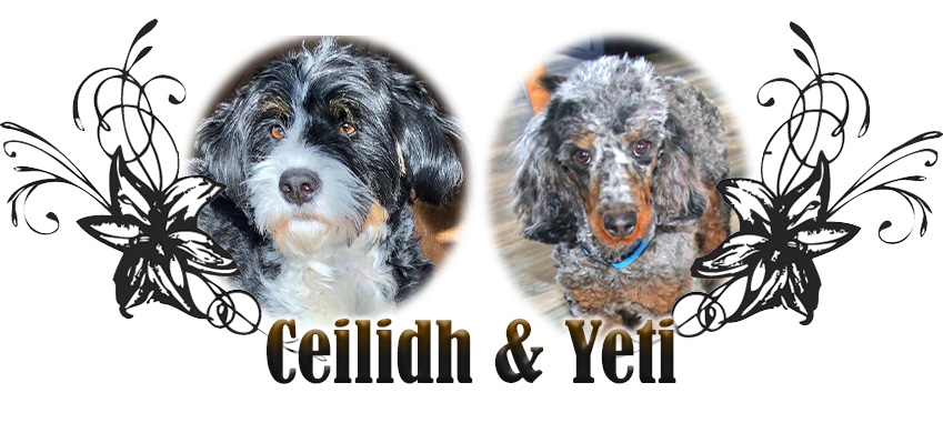Ceilidh and Yeti Paired Breeding