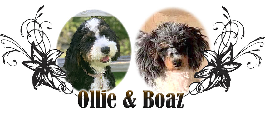 Ollie and Boaz paired breeding