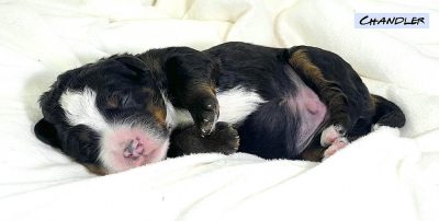 Chandler - 1 week old bernedoodle puppy