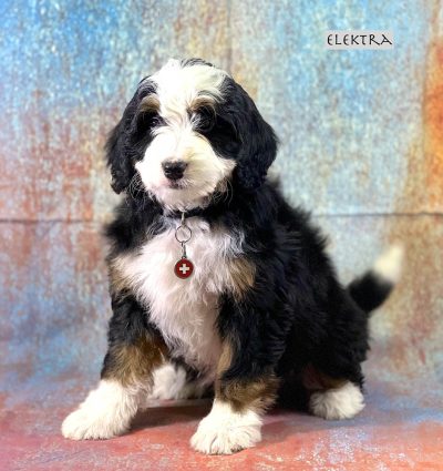 Elektra - 8 week old bernedoodle puppy