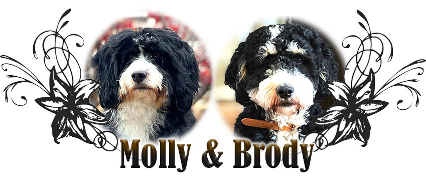 Molly and Brody paired breeding