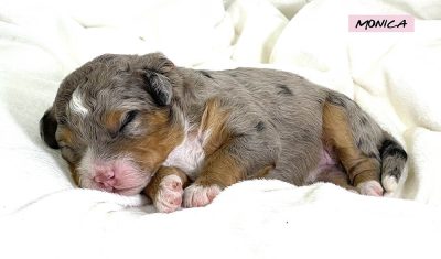 Monica - 1 week old bernedoodle puppy