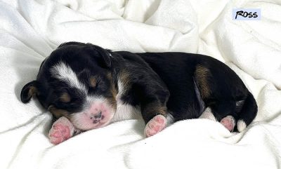 Ross - 1 week old bernedoodle puppy