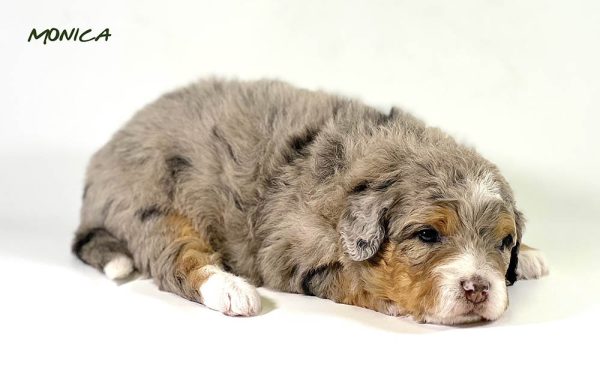 Monica - 3 week old bernedoodle puppy
