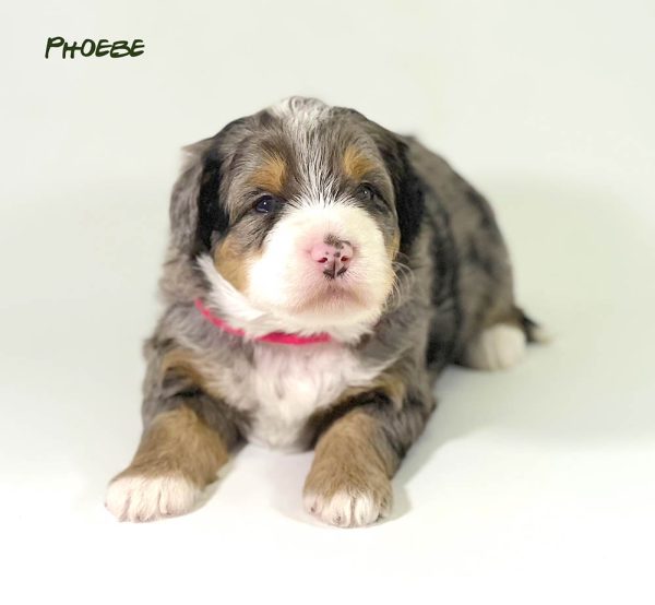 Phoebe - 3 week old bernedoodle puppy