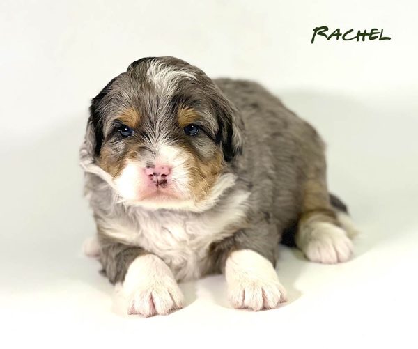 Rachel - 3 week old bernedoodle puppy