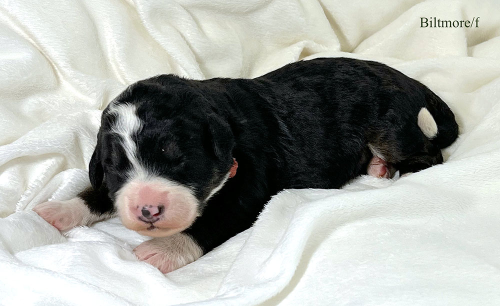 Biltmore - 1 week old bernedoodle puppy