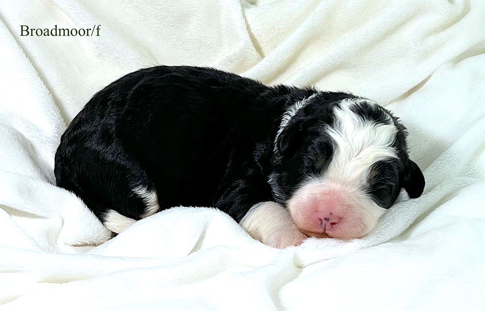 Broadmoor - 1 week old bernedoodle puppy