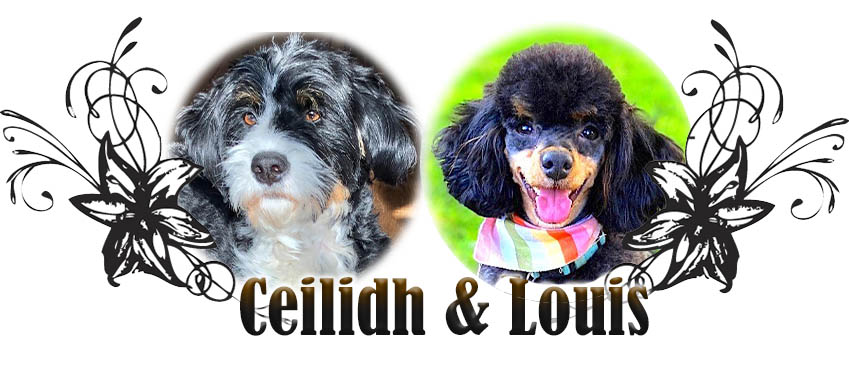 Ceilidh and Louis paired breeding
