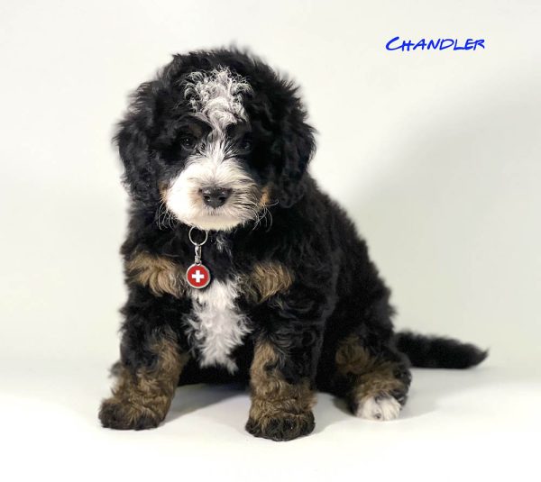 Chandler - 6 week old bernedoodle puppy