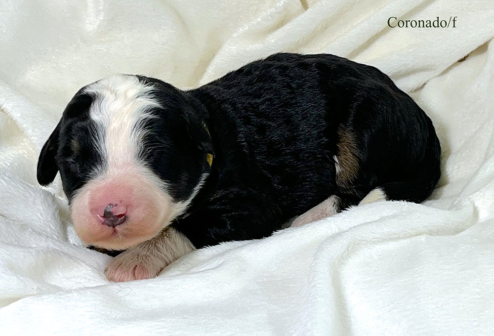Coronado - 1 week old bernedoodle puppy
