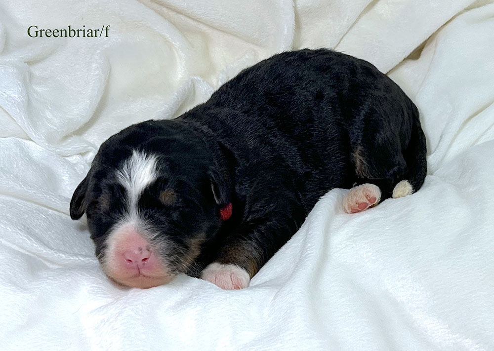 Greenbriar - 1 week old bernedoodle puppy