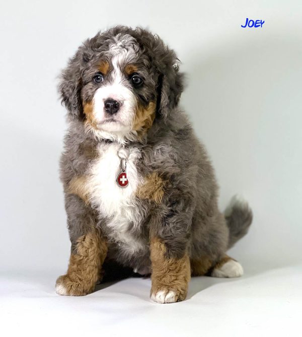 Joey - 6 week old bernedoodle puppy