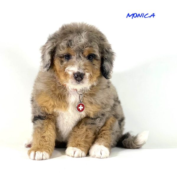 Monica - 6 week old bernedoodle puppy