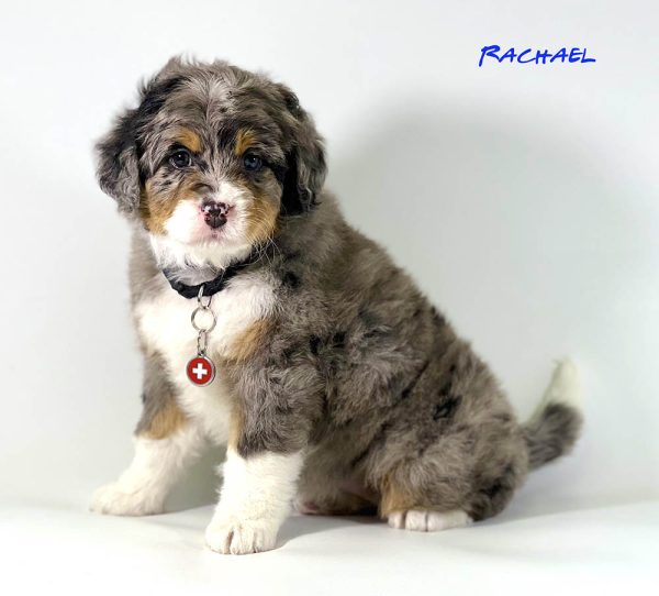 Rachel - 6 week old bernedoodle puppy