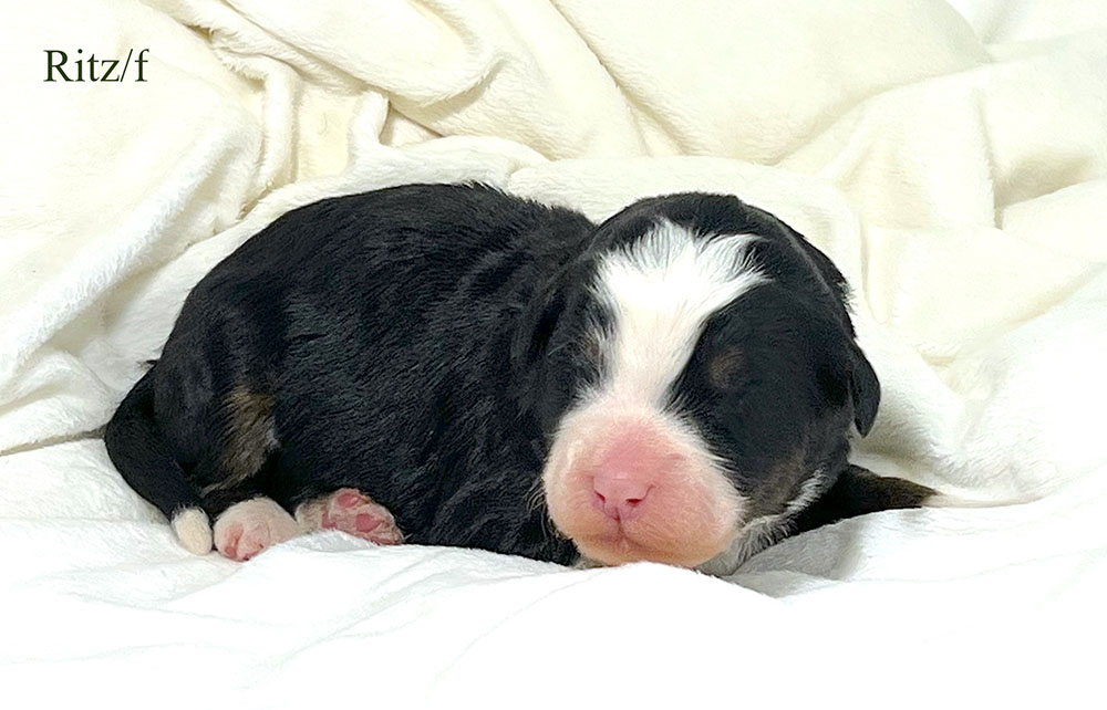 Ritz - 1 week old bernedoodle puppy