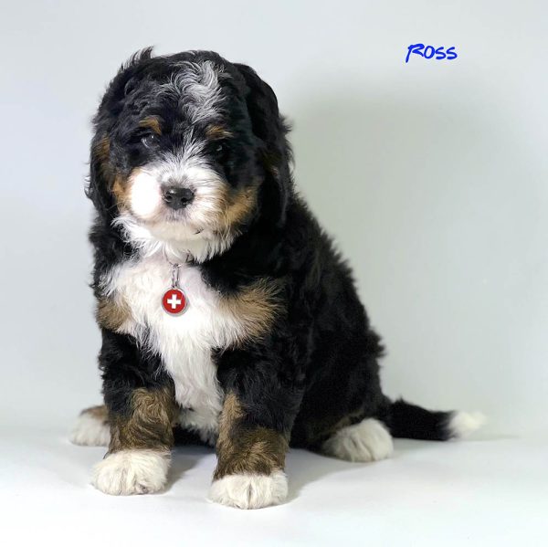 Ross - 6 week old bernedoodle puppy