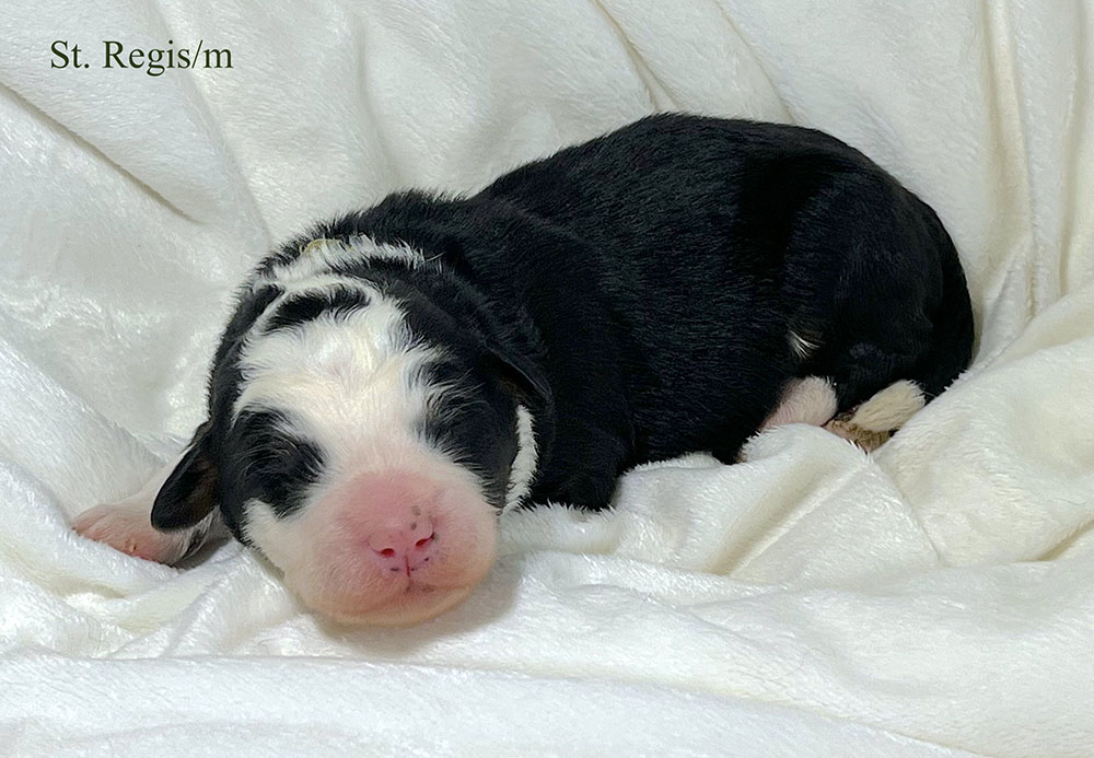 St. Regis - 1 week old bernedoodle puppy