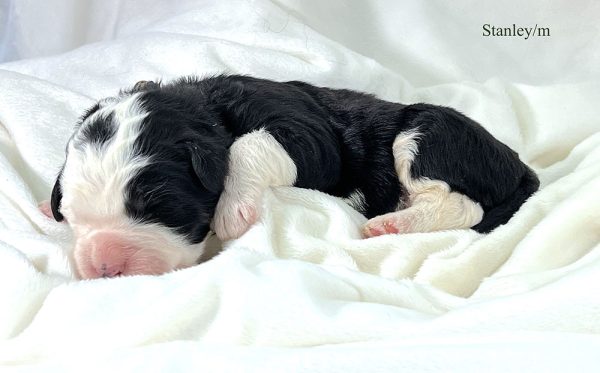 Stanley - 1 week old bernedoodle puppy
