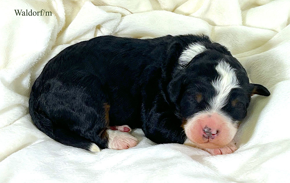 Waldorf - 1 week old bernedoodle puppy