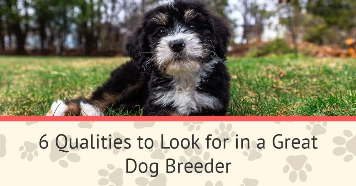6 Qualities to Look for in a Great Dog Breeder Alpine Bernedoodles