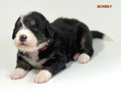 Biltmore - 3 week old bernedoodle puppy