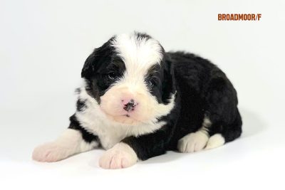 Broadmoor - 3 week old bernedoodle puppy