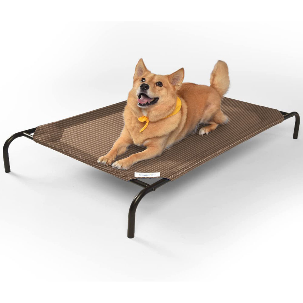 Dog on the elevated pet bed