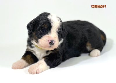 Coronado - 3 week old bernedoodle puppy