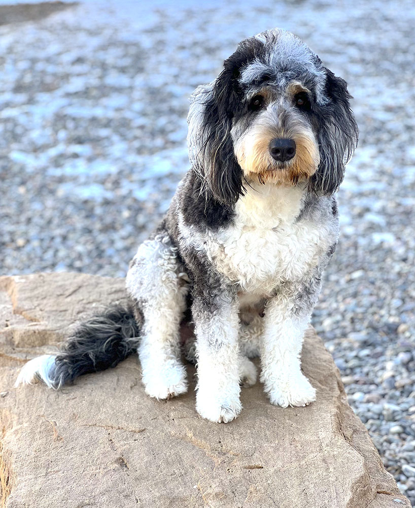 Georgie sitting on rock in winter