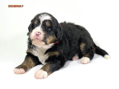 Greenbriar - 3 week old bernedoodle puppy