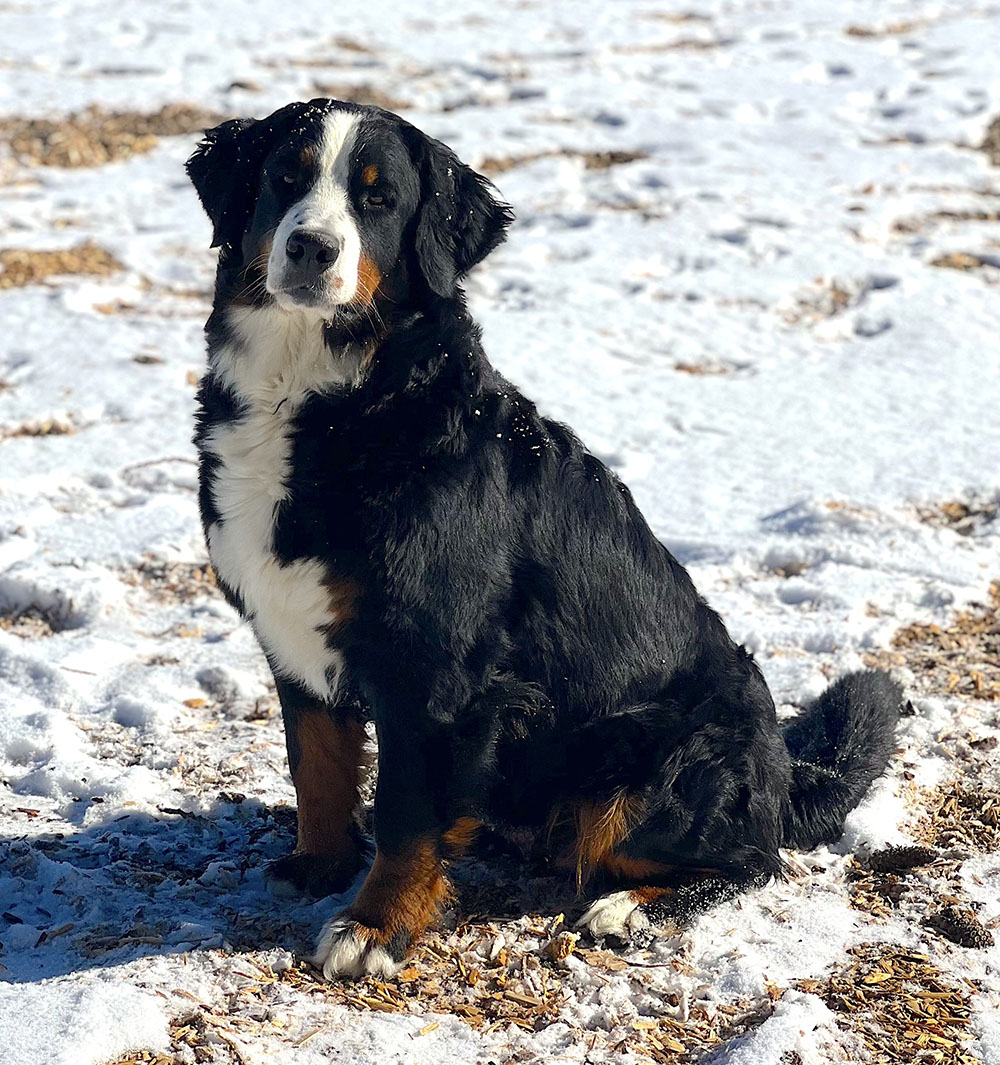 Hanna the bernese mountain dog sitting in snow