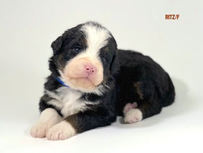 Ritz - 3 week old bernedoodle puppy