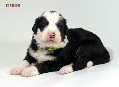 St. Regis - 3 week old bernedoodle puppy