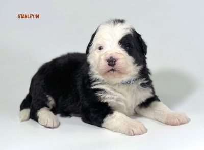 Stanley - 3 week old bernedoodle puppy