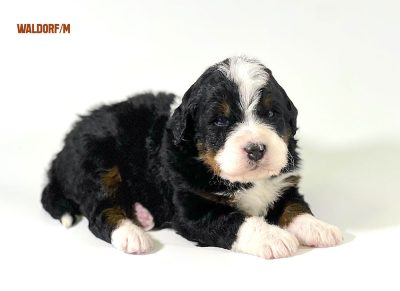 Waldorf - 3 week old bernedoodle puppy