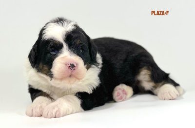 Plaza - 3 week old bernedoodle puppy