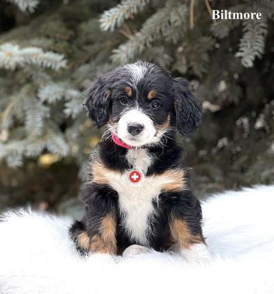 Biltmore - 8 week old bernedoodle puppy