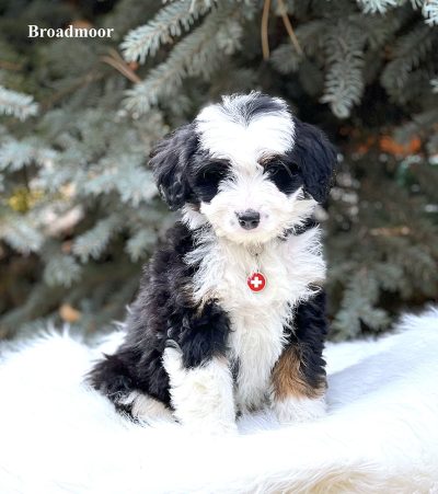 Broadmoor - 8 week old bernedoodle puppy