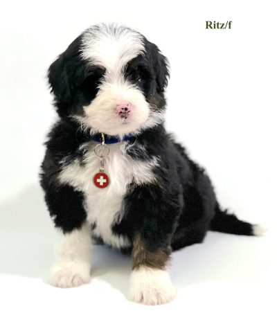 Ritz - 6 week old bernedoodle puppy
